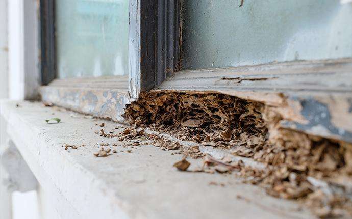 Termite Inspections