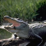 Stay Alert: How to Avoid An Alligator Attack in Florida&hellip;