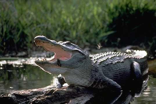 Read more about the article Stay Alert: How to Avoid An Alligator Attack in Florida 2024