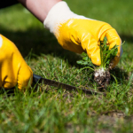 lawn weeds seasonal maintenance