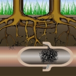 roots in sewer lines