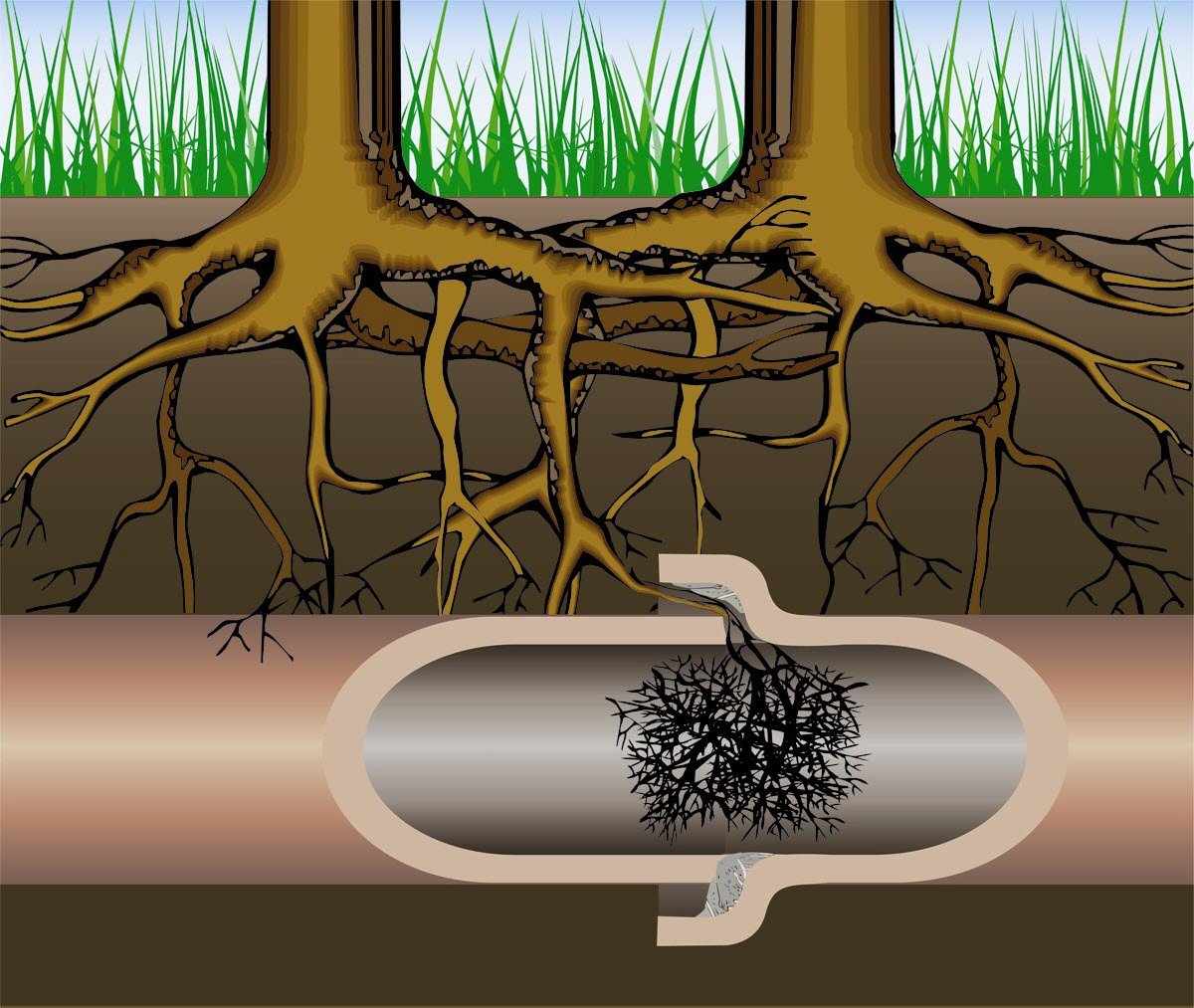 roots in sewer lines
