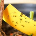 Indoor Insect Traps