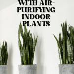 The Top Indoor Plants for Clean Air and Better Health 88