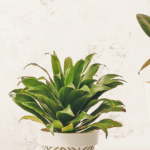 The Top Indoor Plants for Clean Air and Better Health 29