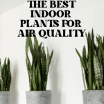 The Top Indoor Plants for Clean Air and Better Health 73