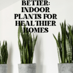 The Top Indoor Plants for Clean Air and Better Health 74