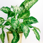 The Top Indoor Plants for Clean Air and Better Health 39