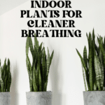 The Top Indoor Plants for Clean Air and Better Health 76