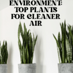 The Top Indoor Plants for Clean Air and Better Health 77