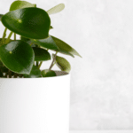 The Top Indoor Plants for Clean Air and Better Health 42