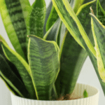 The Top Indoor Plants for Clean Air and Better Health 1