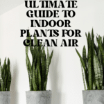 The Top Indoor Plants for Clean Air and Better Health 78