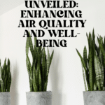 The Top Indoor Plants for Clean Air and Better Health 79