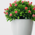 The Top Indoor Plants for Clean Air and Better Health 11