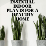 The Top Indoor Plants for Clean Air and Better Health 80