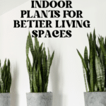The Top Indoor Plants for Clean Air and Better Health 81