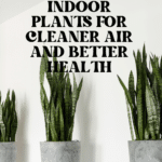 The Top Indoor Plants for Clean Air and Better Health 89