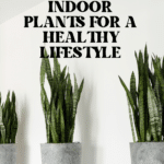 The Top Indoor Plants for Clean Air and Better Health 82