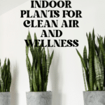 The Top Indoor Plants for Clean Air and Better Health 83