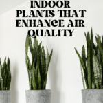 The Top Indoor Plants for Clean Air and Better Health 84
