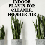 The Top Indoor Plants for Clean Air and Better Health 85