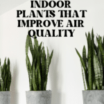 The Top Indoor Plants for Clean Air and Better Health 86