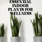 The Top Indoor Plants for Clean Air and Better Health 87