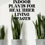 The Top Indoor Plants for Clean Air and Better Health 91