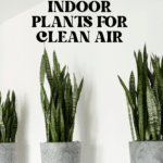 The Top Indoor Plants for Clean Air and Better Health 92