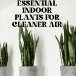 The Top Indoor Plants for Clean Air and Better Health 93