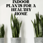 The Top Indoor Plants for Clean Air and Better Health 95
