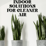The Top Indoor Plants for Clean Air and Better Health 96