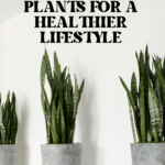 The Top Indoor Plants for Clean Air and Better Health 97