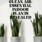 The Top Indoor Plants for Clean Air and Better Health 51