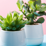 The Top Indoor Plants for Clean Air and Better Health 27