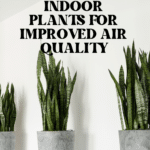 The Top Indoor Plants for Clean Air and Better Health 52