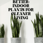 The Top Indoor Plants for Clean Air and Better Health 53