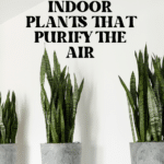 The Top Indoor Plants for Clean Air and Better Health 54