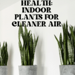 The Top Indoor Plants for Clean Air and Better Health 55