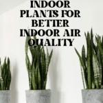 The Top Indoor Plants for Clean Air and Better Health 56