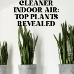 The Top Indoor Plants for Clean Air and Better Health 67