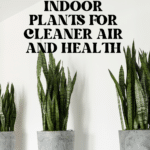 The Top Indoor Plants for Clean Air and Better Health 57