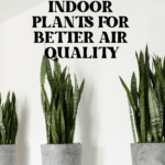 The Top Indoor Plants for Clean Air and Better Health 58