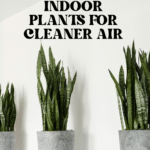 The Top Indoor Plants for Clean Air and Better Health 60