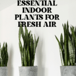 The Top Indoor Plants for Clean Air and Better Health 61