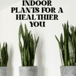 The Top Indoor Plants for Clean Air and Better Health 62
