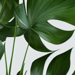 The Top Indoor Plants for Clean Air and Better Health 3