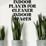 The Top Indoor Plants for Clean Air and Better Health 63