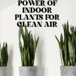 The Top Indoor Plants for Clean Air and Better Health 64